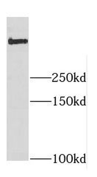 DYNC1H1 Antibody