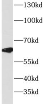 DYRK4 Antibody
