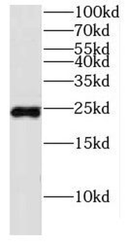 FXYD5 Antibody