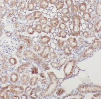 FXYD5 Rabbit Polyclonal Antibody