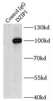 DZIP1 Antibody