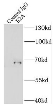 TCF3 Rabbit Polyclonal Antibody