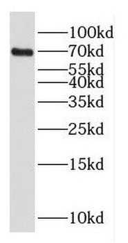 TCF3 Rabbit Polyclonal Antibody