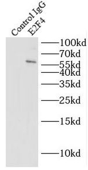 E2F4 Antibody