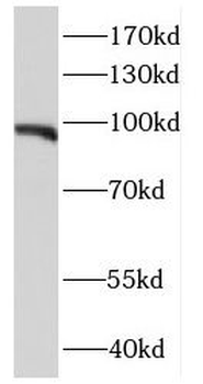 E2F7 Antibody