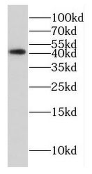 EAPP Antibody
