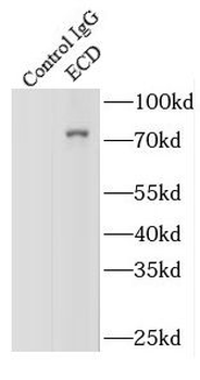 ECD Antibody
