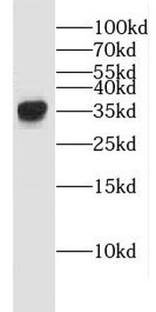 ECH1 Antibody