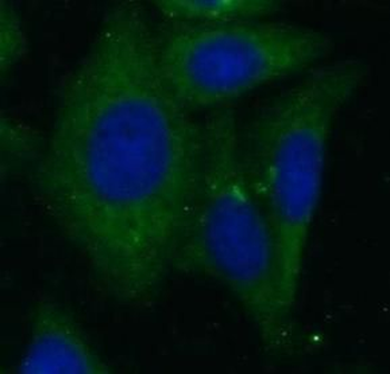 ECM1 Antibody