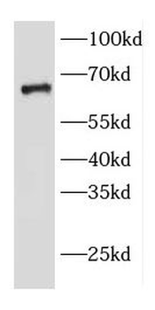 EDEM2 Antibody