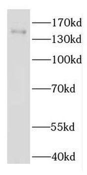 EDRF1 Rabbit Polyclonal Antibody