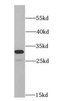 EEF1B2 Antibody