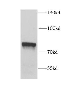 EFHC1 Antibody