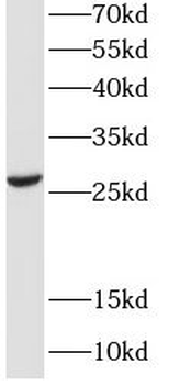EFHD2 Antibody