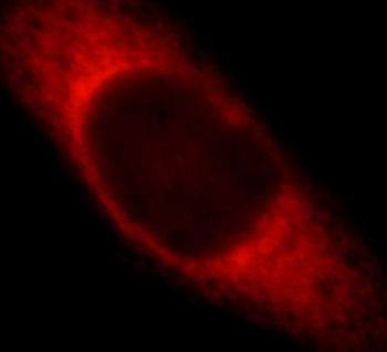 EFS Antibody