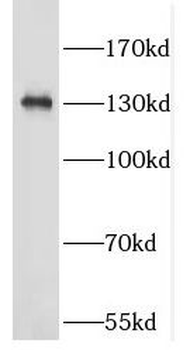 EFL1 Rabbit Polyclonal Antibody