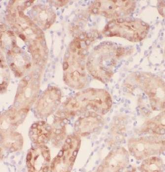 EFL1 Rabbit Polyclonal Antibody