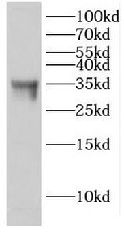 EHF Antibody