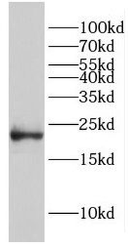 EID1 Antibody
