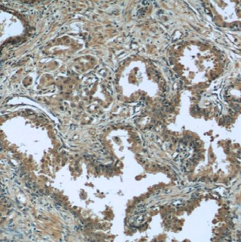EIF1 Rabbit Polyclonal Antibody