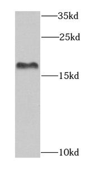 EIF1AX Antibody