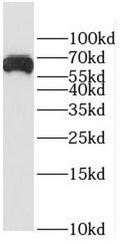 EIF3D Antibody