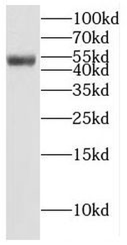 EIF3E Antibody