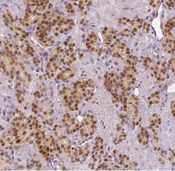 EIF3G Rabbit Polyclonal Antibody
