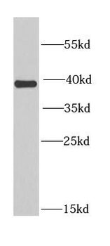 EIF3H Antibody