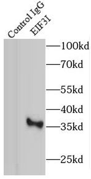 EIF3I Antibody