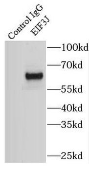 EIF3J Antibody