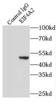 EIF4A2 Rabbit Polyclonal Antibody