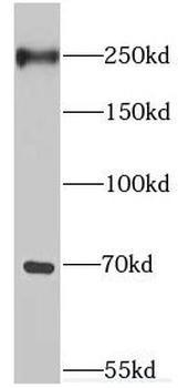 EIF4G3 Antibody