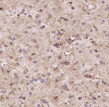 EIF4G3 Rabbit Polyclonal Antibody