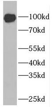ELF1 Antibody