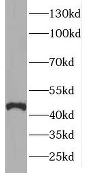 ELP4 Antibody
