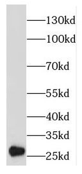 EMG1 Antibody