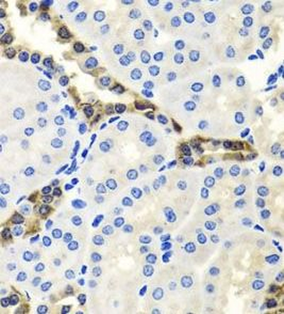ENDOG Rabbit Polyclonal Antibody