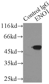 ENO1 Rabbit Polyclonal Antibody