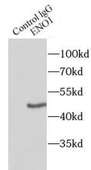 ENO1 Rabbit Polyclonal Antibody