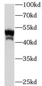 ENO1 Rabbit Polyclonal Antibody