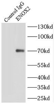 ENOX2 Antibody