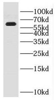 ENPP4 Antibody