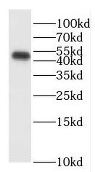 ENPP6 Antibody