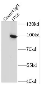EPS8 Antibody