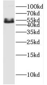 ERAL1 Antibody