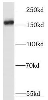 ERBIN Antibody