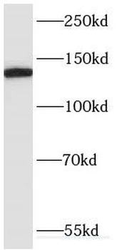 ERC1 Antibody
