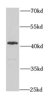 ERGIC2 Antibody