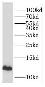 ERH Rabbit Polyclonal Antibody